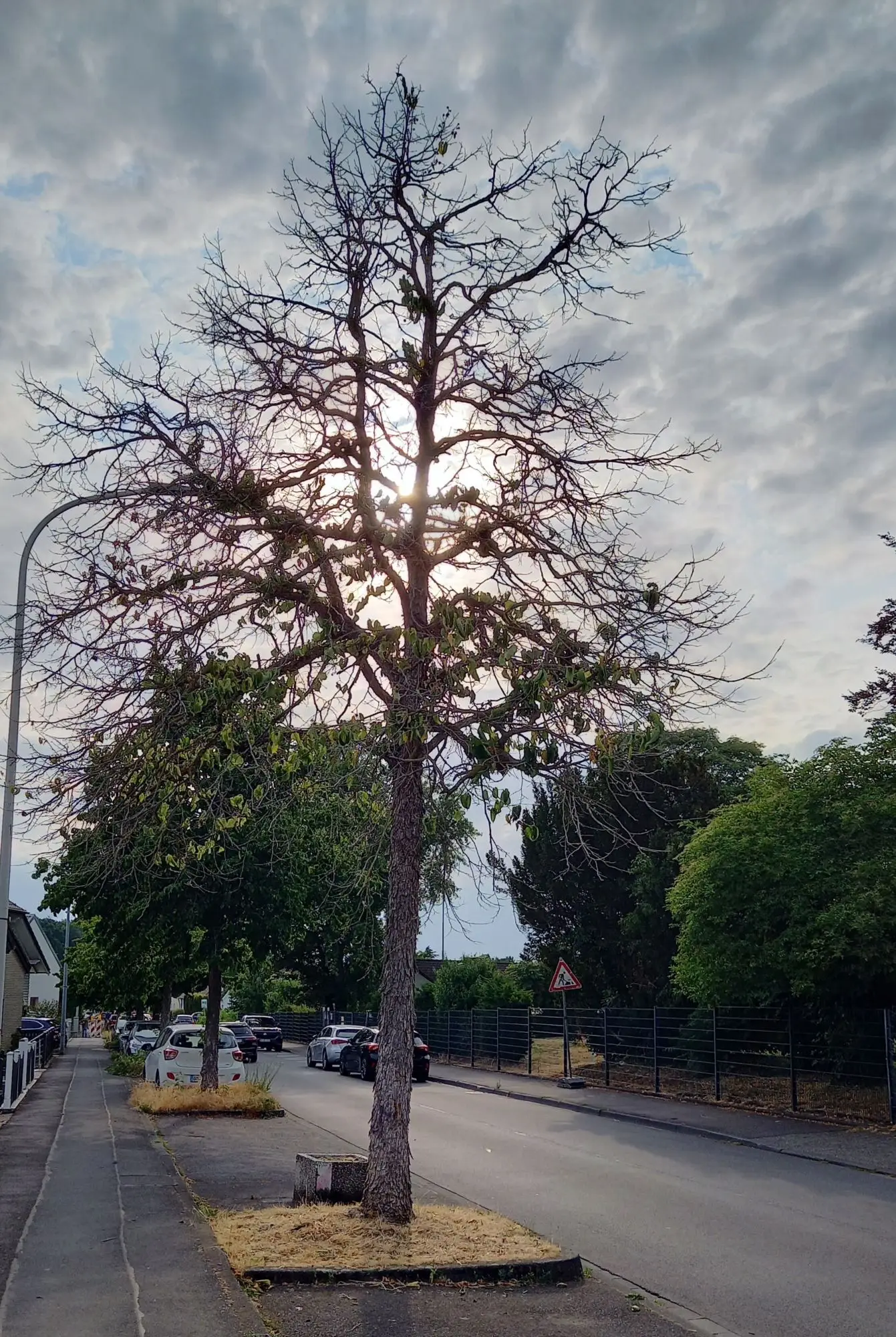Stadtbaum, der unter Trockenstress leidet