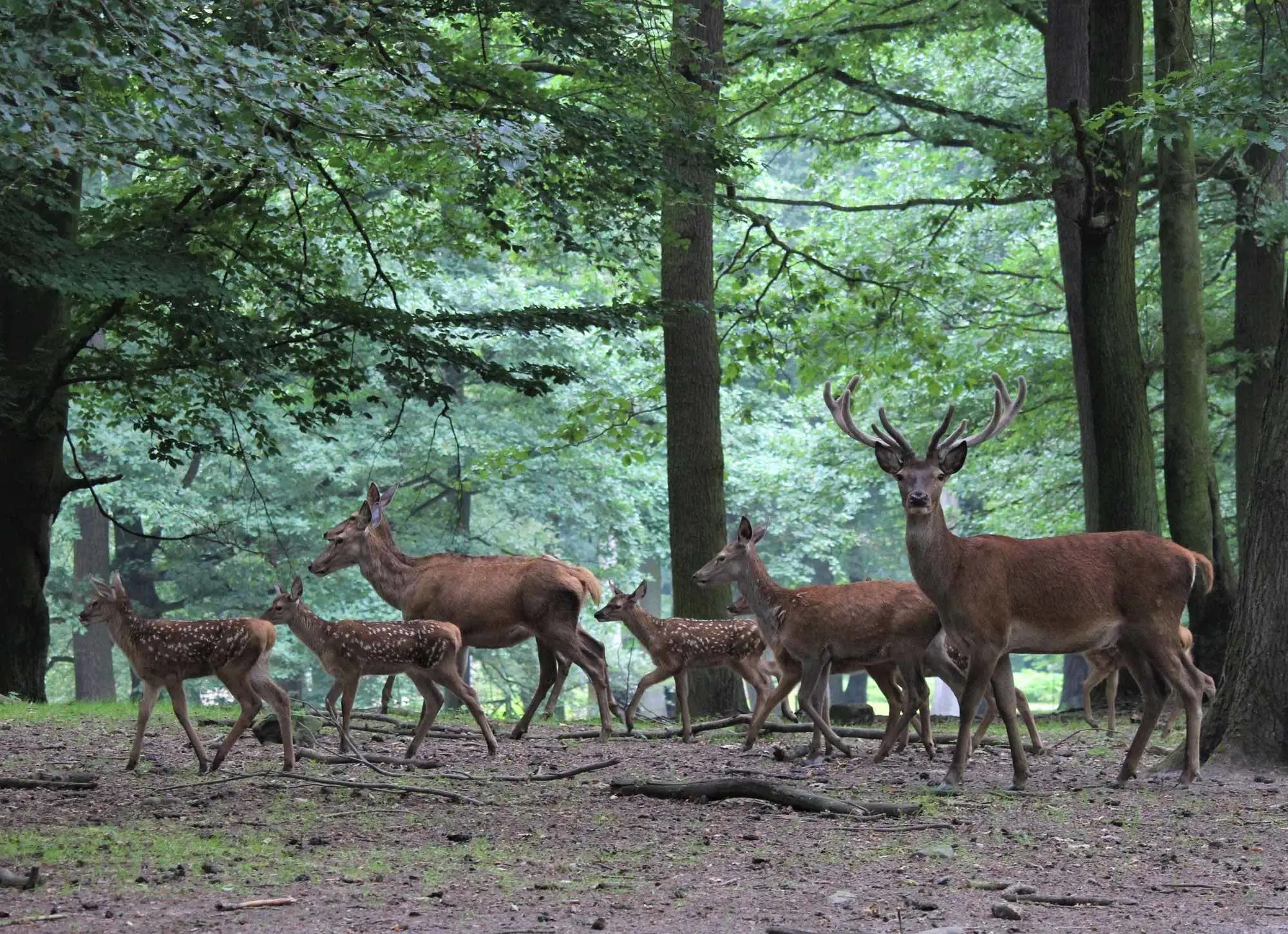 Wildpark Rolandseck