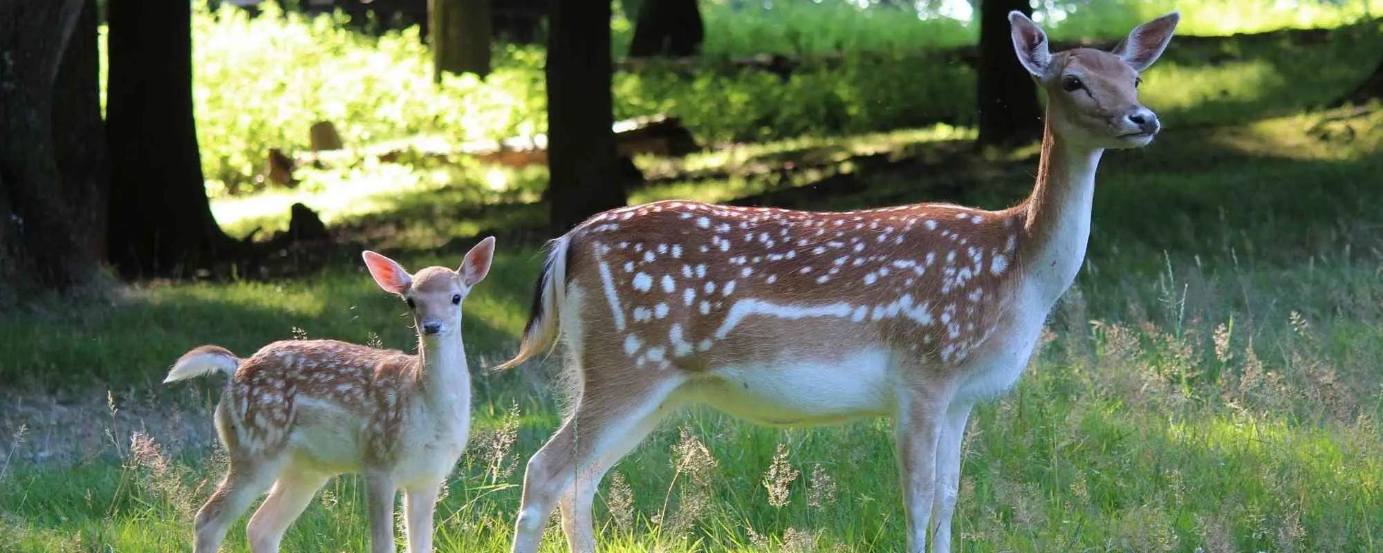 den Wildpark Rolandseck