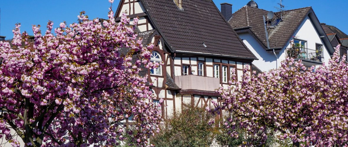 Oberwinter mit blühenden Kirchblüten Oberwinter mit blühenden Kirchblüten