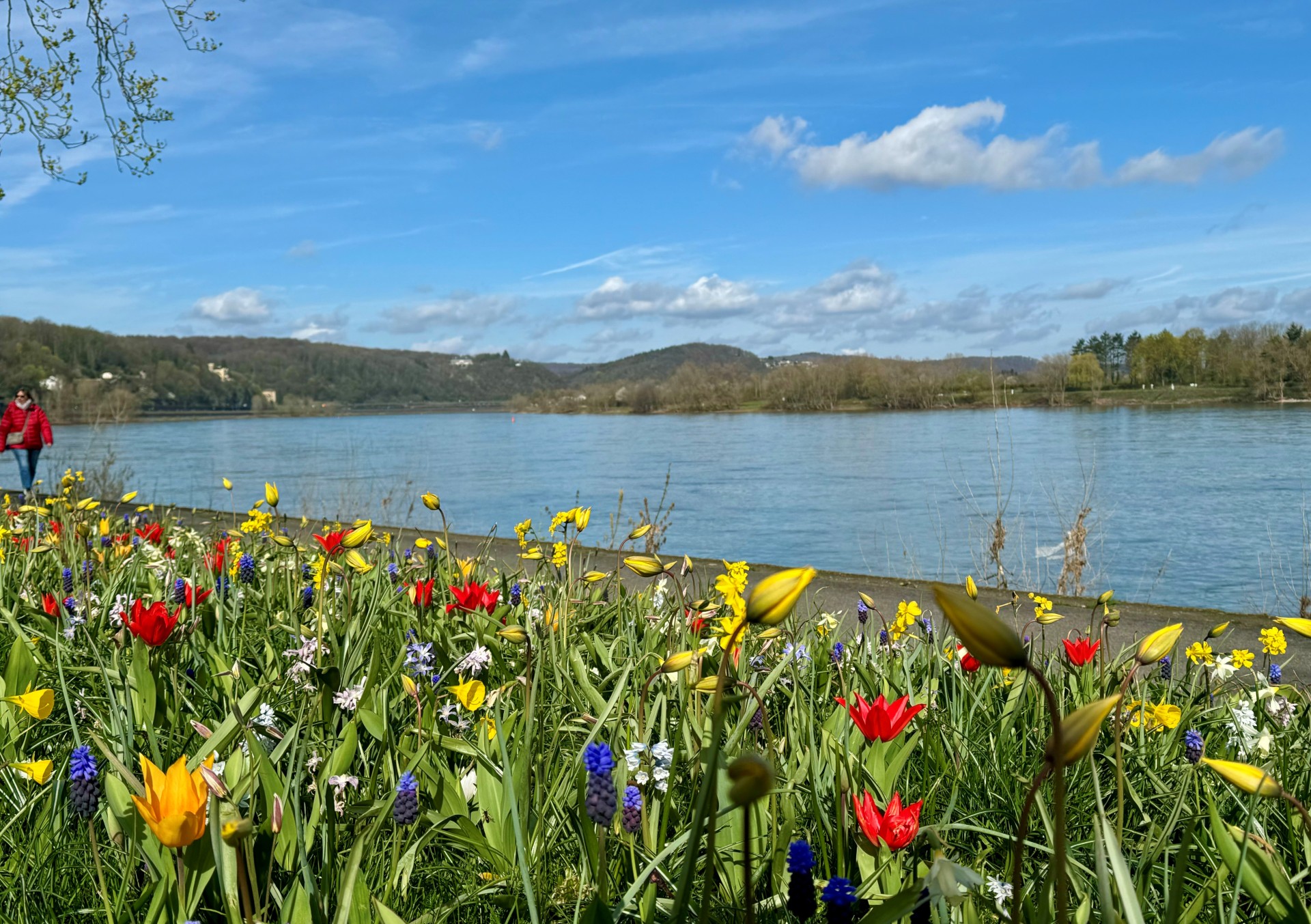 Blühstreifen am Rheinufer