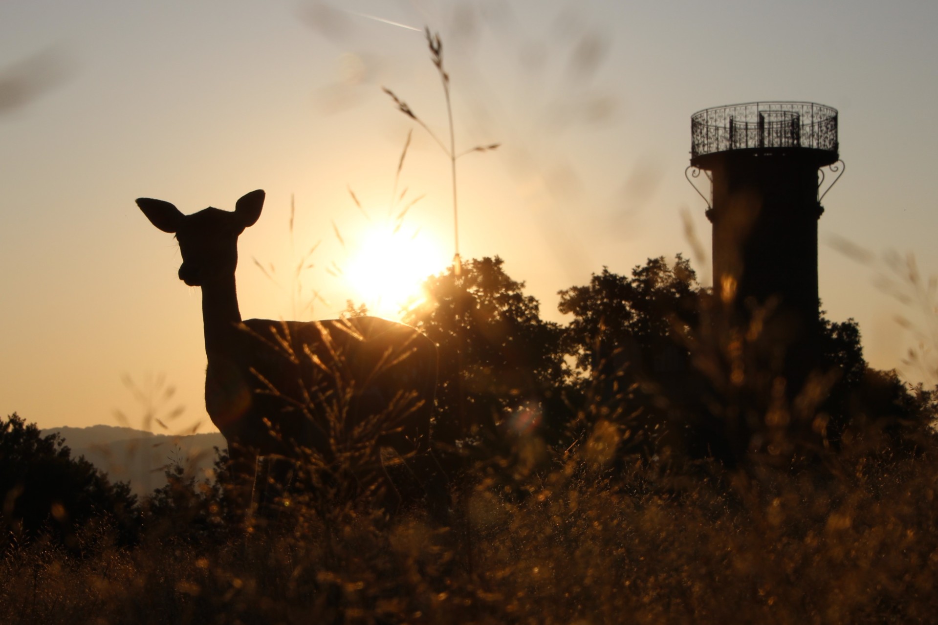 Reh im Sonnenuntergang