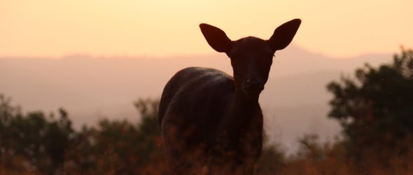 Reh im Sonnenuntergang